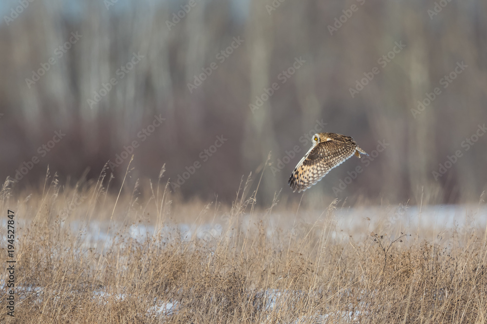 Owl Cruising Grass