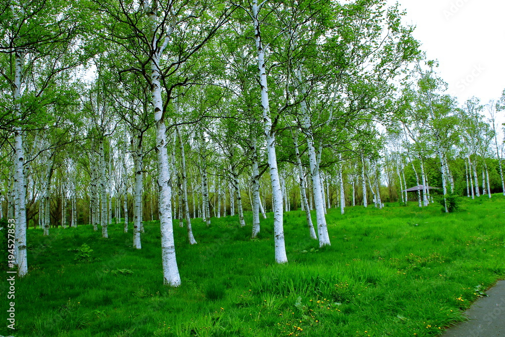 Obraz premium Park in Sapporo, scenery of spring birch forest