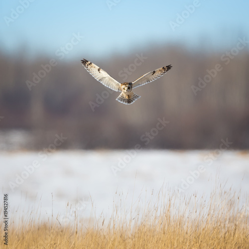 Owl Hovering