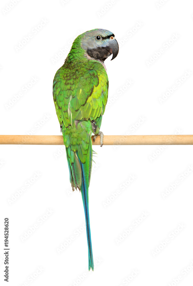 Obraz premium Ringnecked Parakeet on white
