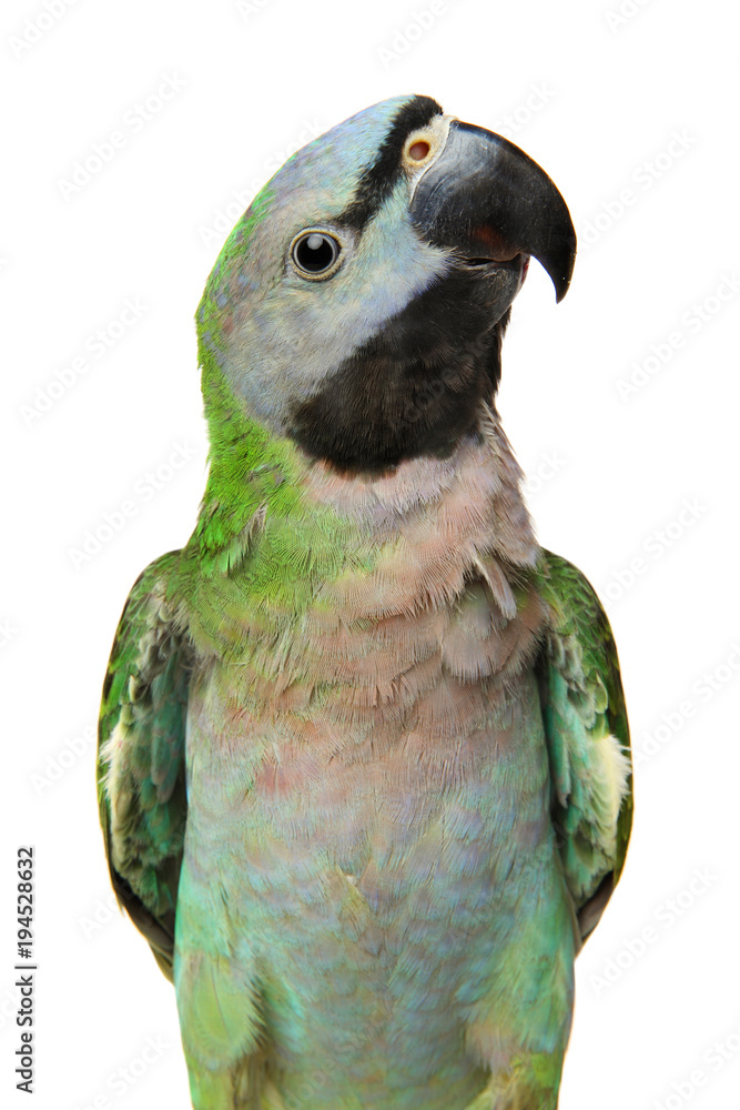 Naklejka premium Ringnecked Parakeet on white
