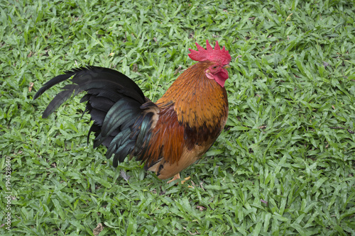 Colourful chicken standing on green grass.