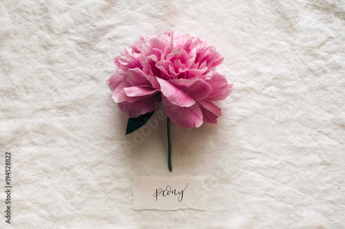 pink peony bloom labelled in calligraphy photo