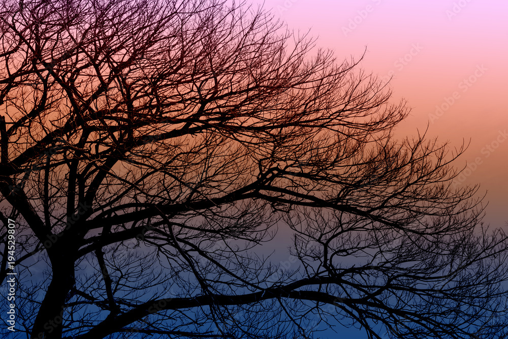 Obraz premium silhouette of dry tree on sunset background