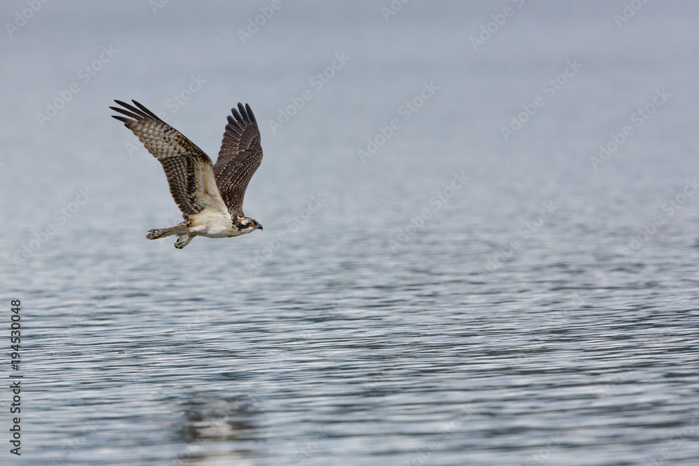Osprey Flight Osprey Flight