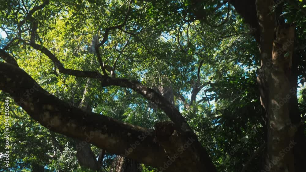 Deep In The Jungle, Costa Rica, Graded Version Deep In The Jungle, Costa Rica, Graded Version