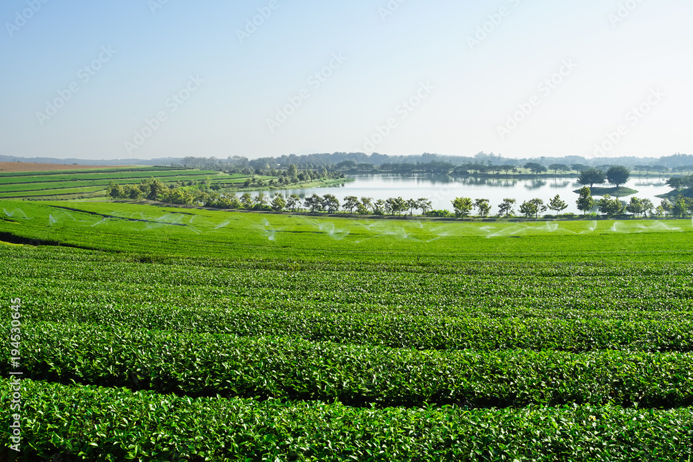Landscape of tea plantation, Green field