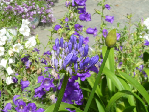 Tibet Flower