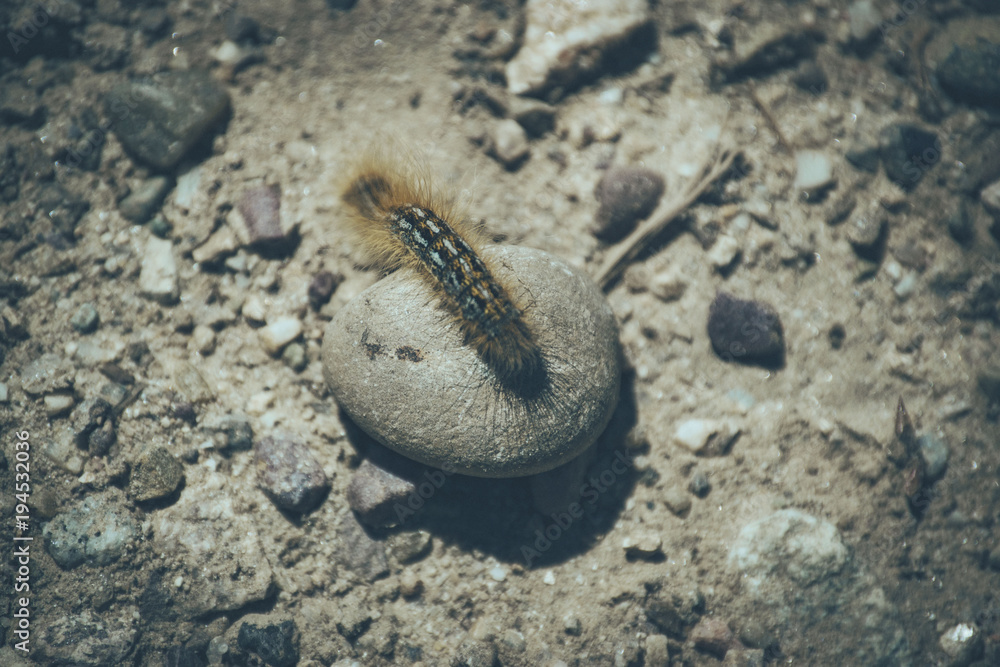 Caterpillar