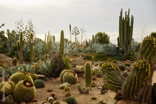 Cacti at a cactus farm