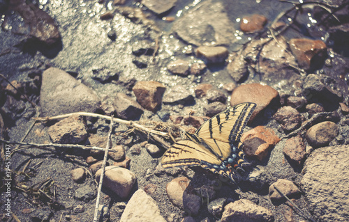 Obraz na płótnie Butterfly w salonie
