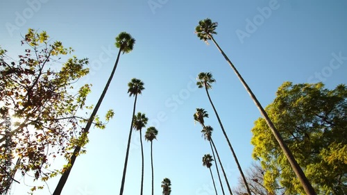Driving through Palm Trees on Beverly Drive in Los Angeles, California