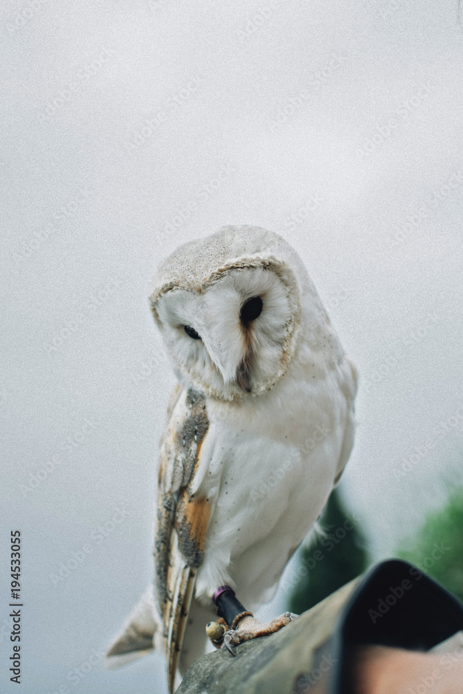 Owl