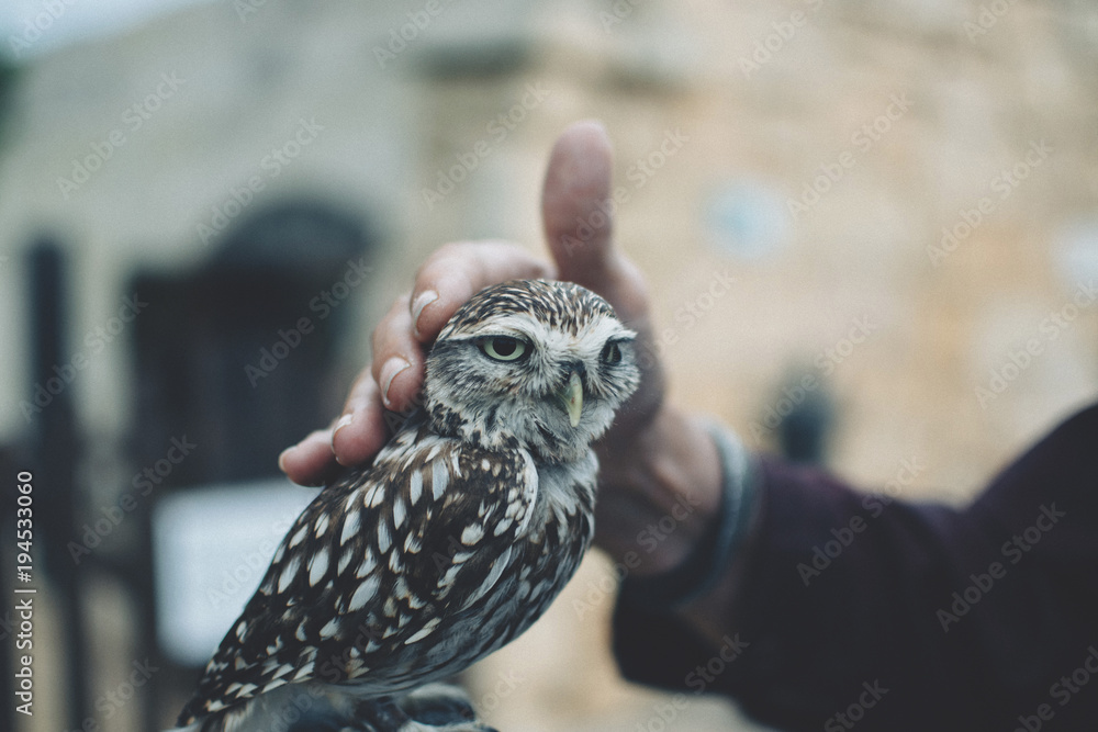 Owl