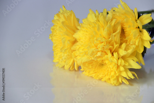 Bouquet of yellow dandelions on the white floor with reflection. Dandelion is a widely distributed weed of the daisy family  with a rosette of leaves  bright yellow flowers.