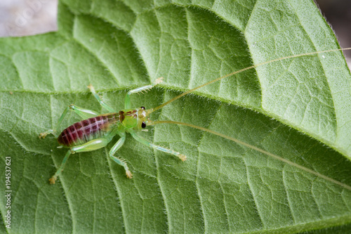 Image of cricket green on green leaves. Insect Animal.