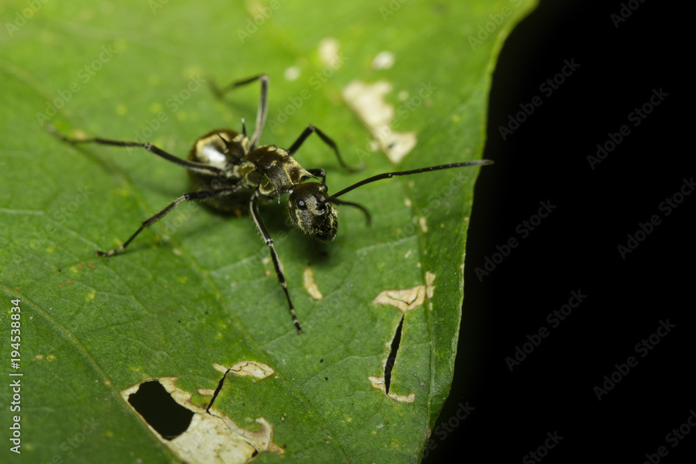 Image of ant (Polyrhachis dives) on green leaf. Insect. Animal. Image of ant (Polyrhachis dives) on green leaf. Insect. Animal.