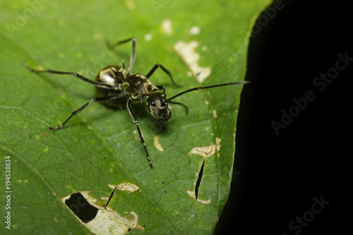 Image of ant (Polyrhachis dives) on green leaf. Insect. Animal.
