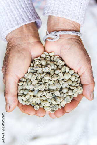 Arabica green bean coffee unroasted in old hand