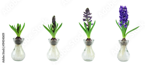 Purple hyacinth growth stage isolated on white background