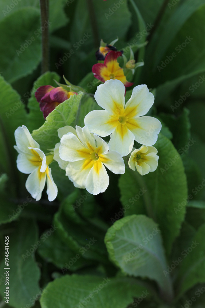 Perennial primrose or primula in the spring garden. Spring primroses flowers, primula polyanthus. The beautiful white colors primrose flowers garden