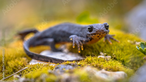 Alpine newt sideview on moss and rocks
