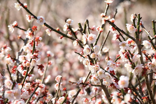 Obraz na płótnie 梅の花 w salonie