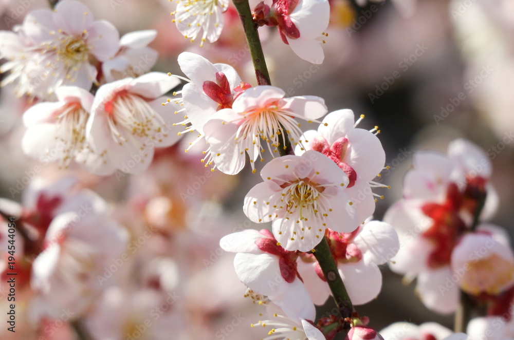 梅の花
