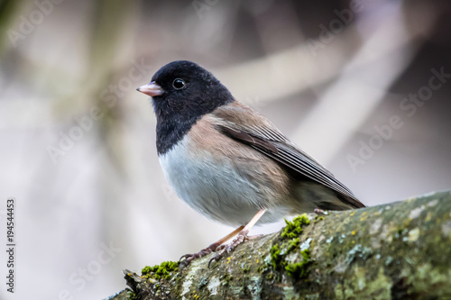 Dark-eyed Junco perched on a branch. 