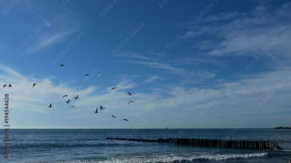 Seagulls in the colony of seabirds from the Black Sea Seagulls in the colony of seabirds from the Black Sea
