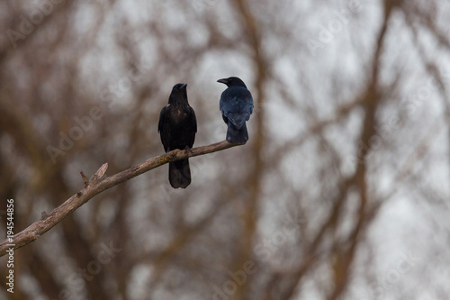 Obraz na plátně two carrion crow raven birds (corvus corone) sitting on branch