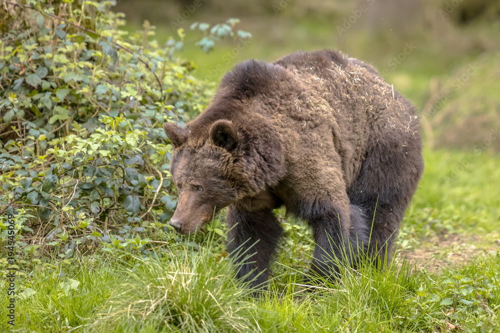 Fototapeta premium European brown bear foraging in forest habitat