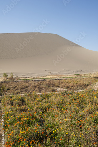 The flowers in the desert