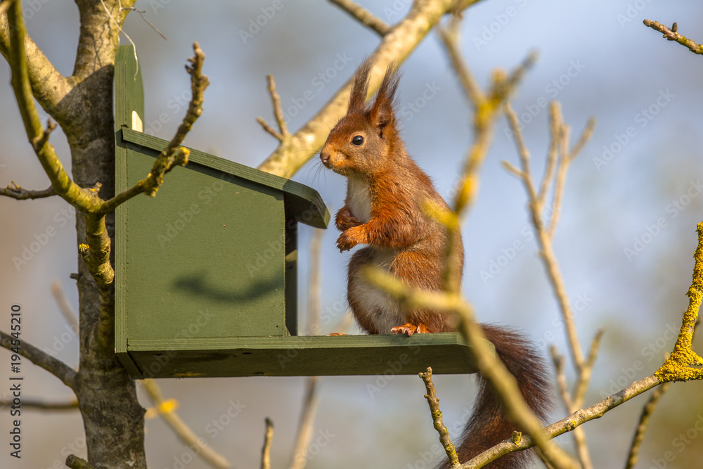 Fototapeta premium Red squirrel on feeder