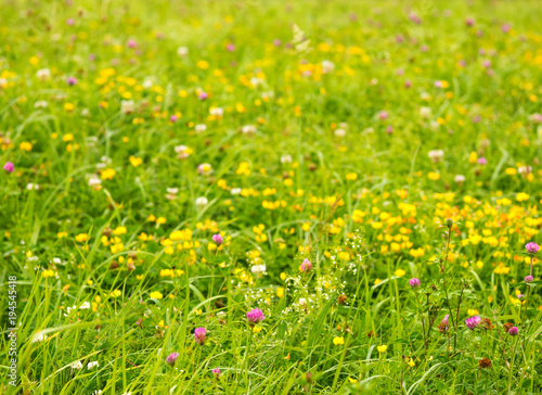 Spring nature background with meadow of wild flowers
