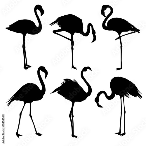 illustration with set of seven flamingo silhouettes isolated on white background photo