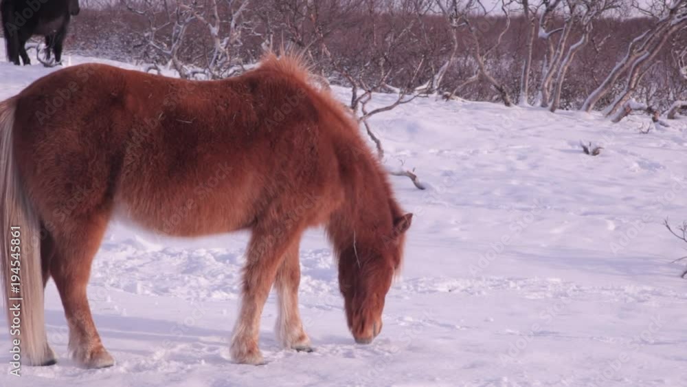 Ice, snow, mountains, cave, glacier, Iceland, Reykjavik, landscapes, building, monument