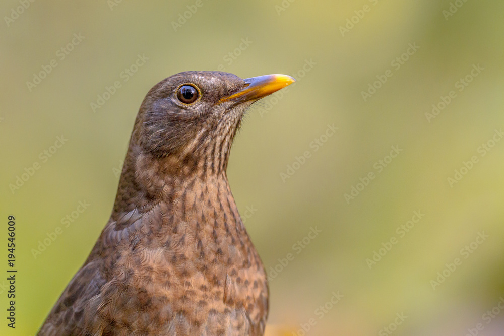 Fototapeta premium Female blackbird headshot green background