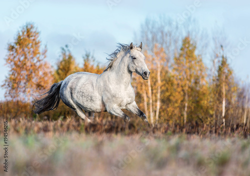 Fototapeta Naklejka Na Ścianę i Meble -  Purebred Arabian horse running free on a meadow.