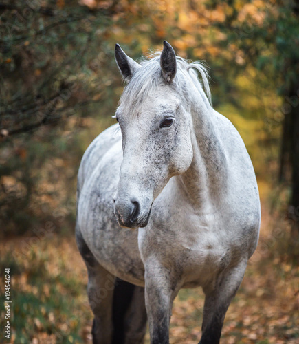 Fototapeta Naklejka Na Ścianę i Meble -  Portrait of an Arabian horse.