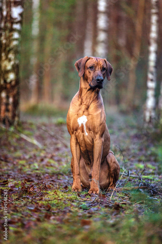 Portrait of a Rhodesian ridgeback dog in an autumn forest.