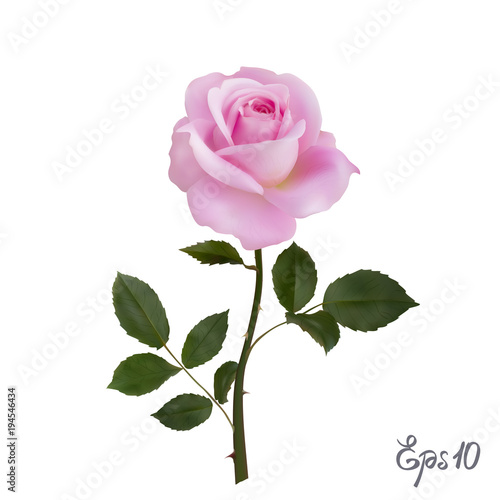 Beautiful pink rose Isolated on white background.