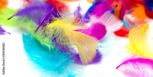 Multi-colored feathers on a white background