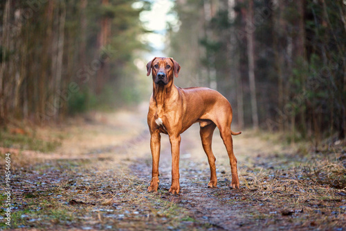 Portrait of a Rhodesian ridgeback dog in an autumn forest.