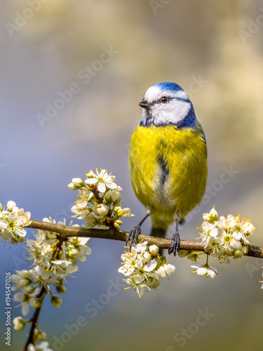 Blue tit portrait in blossom