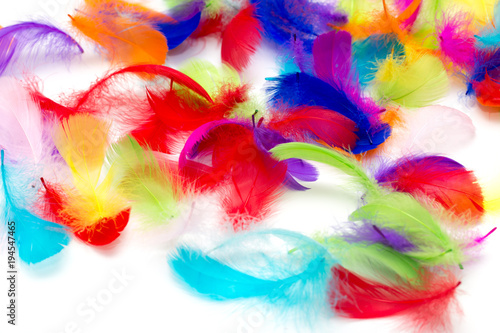 Multi-colored feathers on a white background © schankz