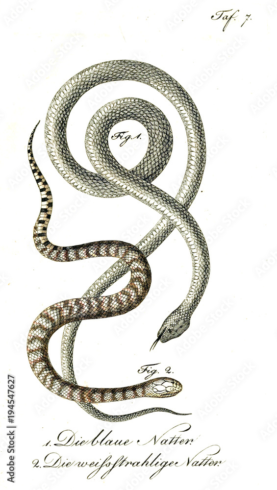 Illustration of a snake. Illustration of a snake.