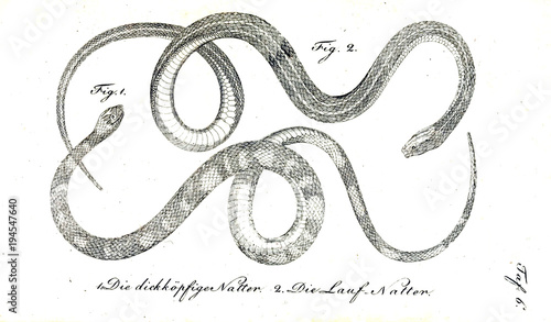 Schilderij op canvas Illustration of a snake.