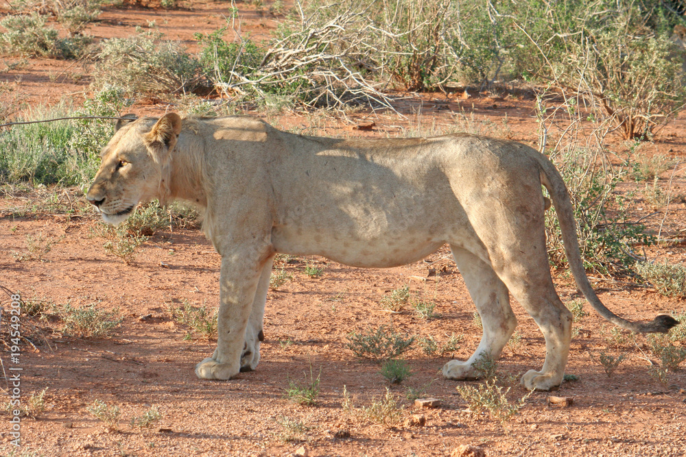 Löwen Weibchen in einer Seitenansicht, Kenia