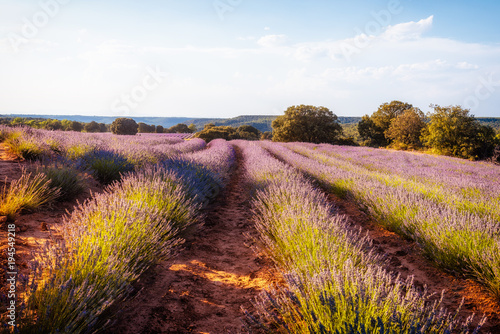 Lavender fields.  Summer sunset landscape in Brihuega